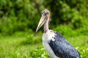 Ngorongoro Crater