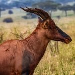 Serengeti National Park