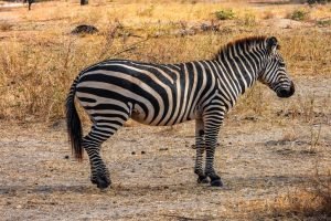 Tarangire National Park