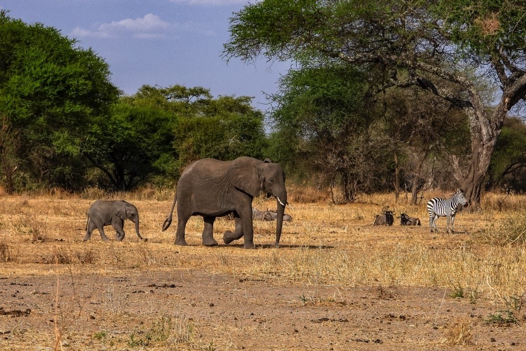 Tarangire National Park