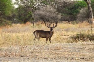 Tarangire National Park