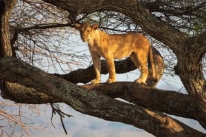 Tarangire National Park