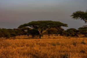 Tarangire National Park
