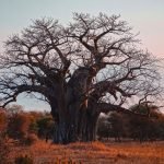 Tarangire National Park