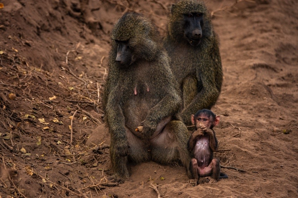 2 days safari – Choose Your Park