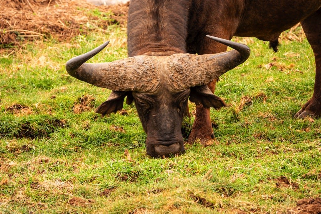 3 Days Safari – Choose Your Park + Ngorongoro Crater