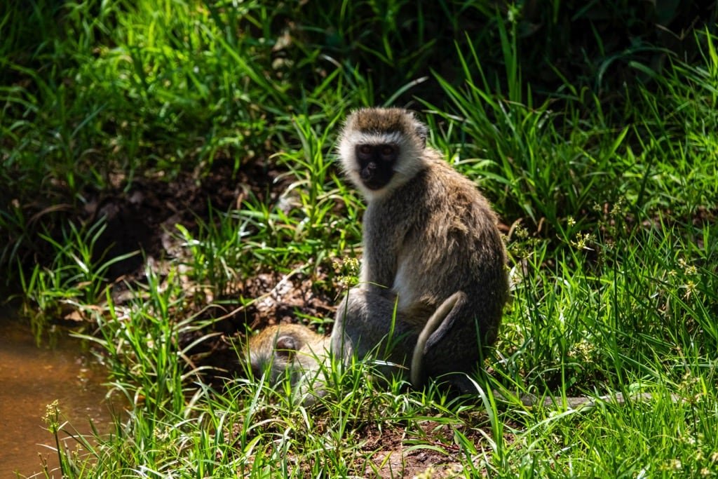 4 Days Safari – Great Ngorongoro Crater