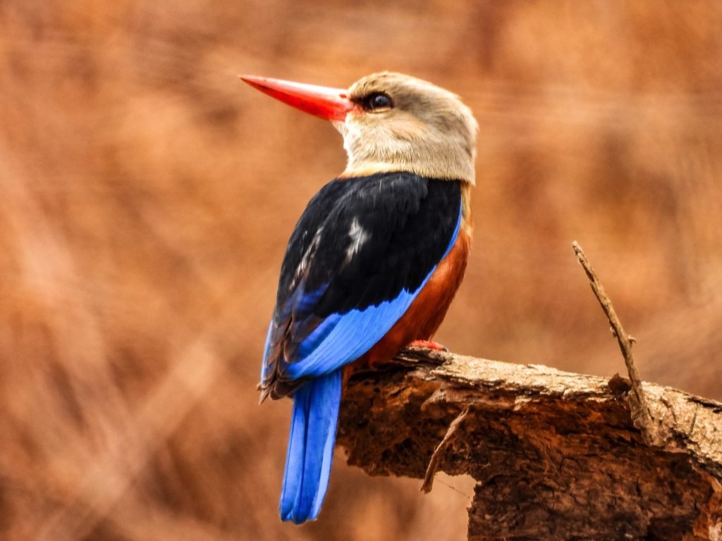 9 days - Photographer Safari