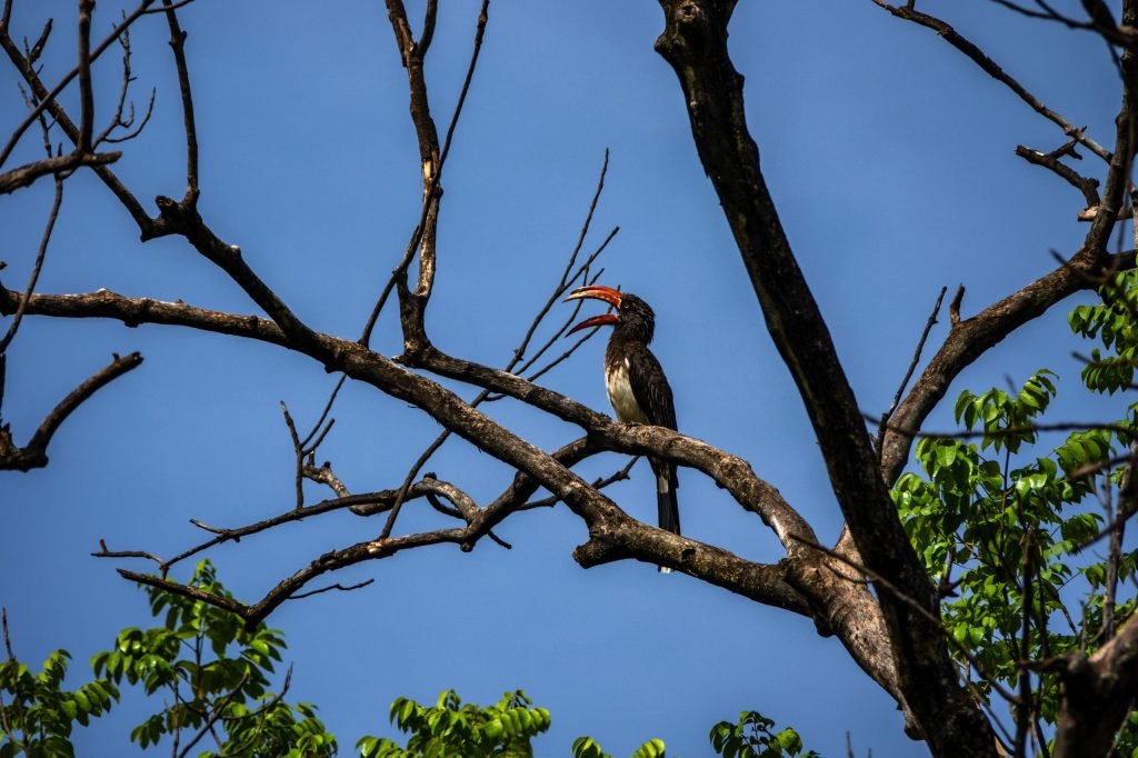 9 days - Photographer Safari