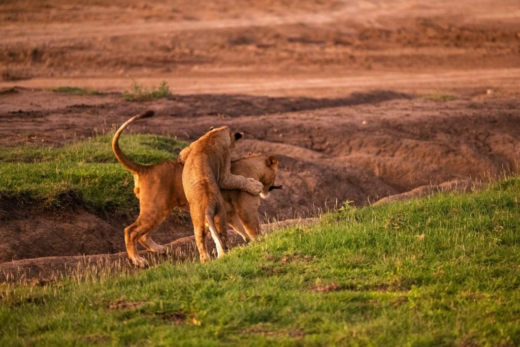 7 days - Migration Safari