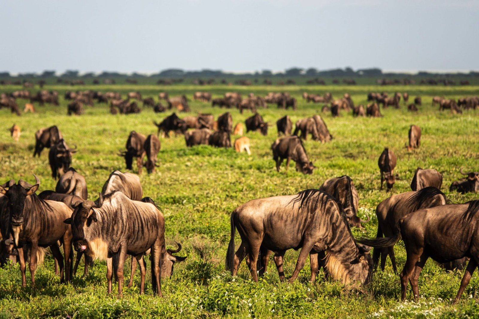7 days - Great Migration Safari Experience