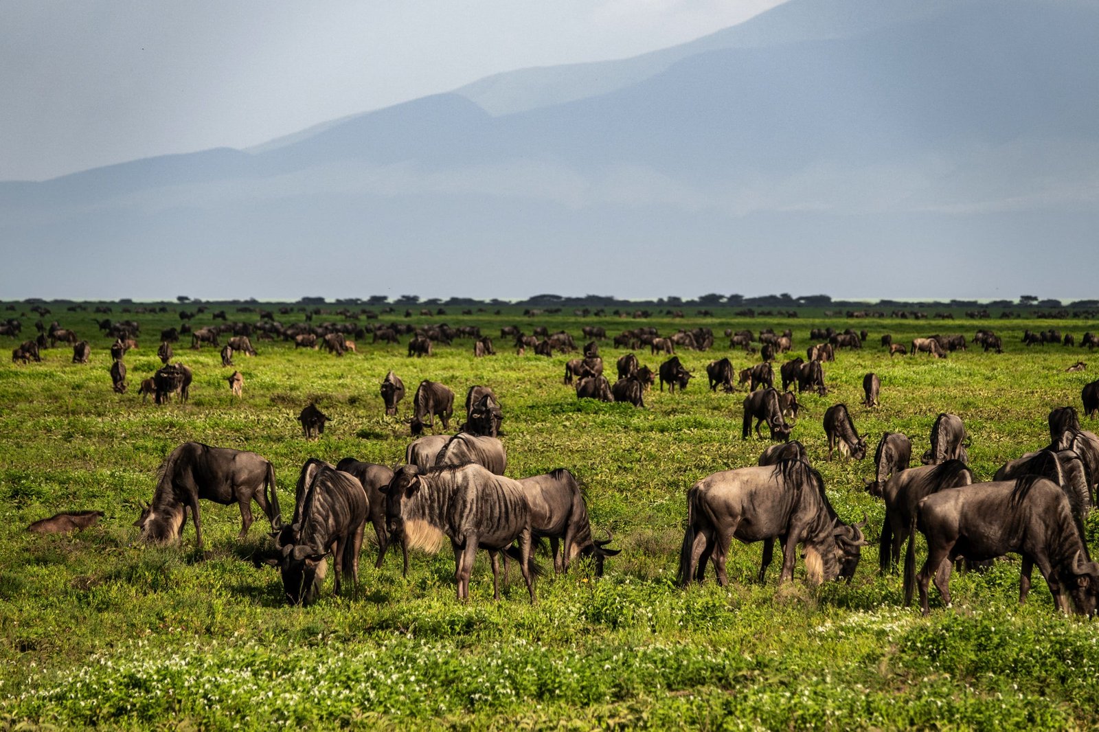 7 days - Migration Safari