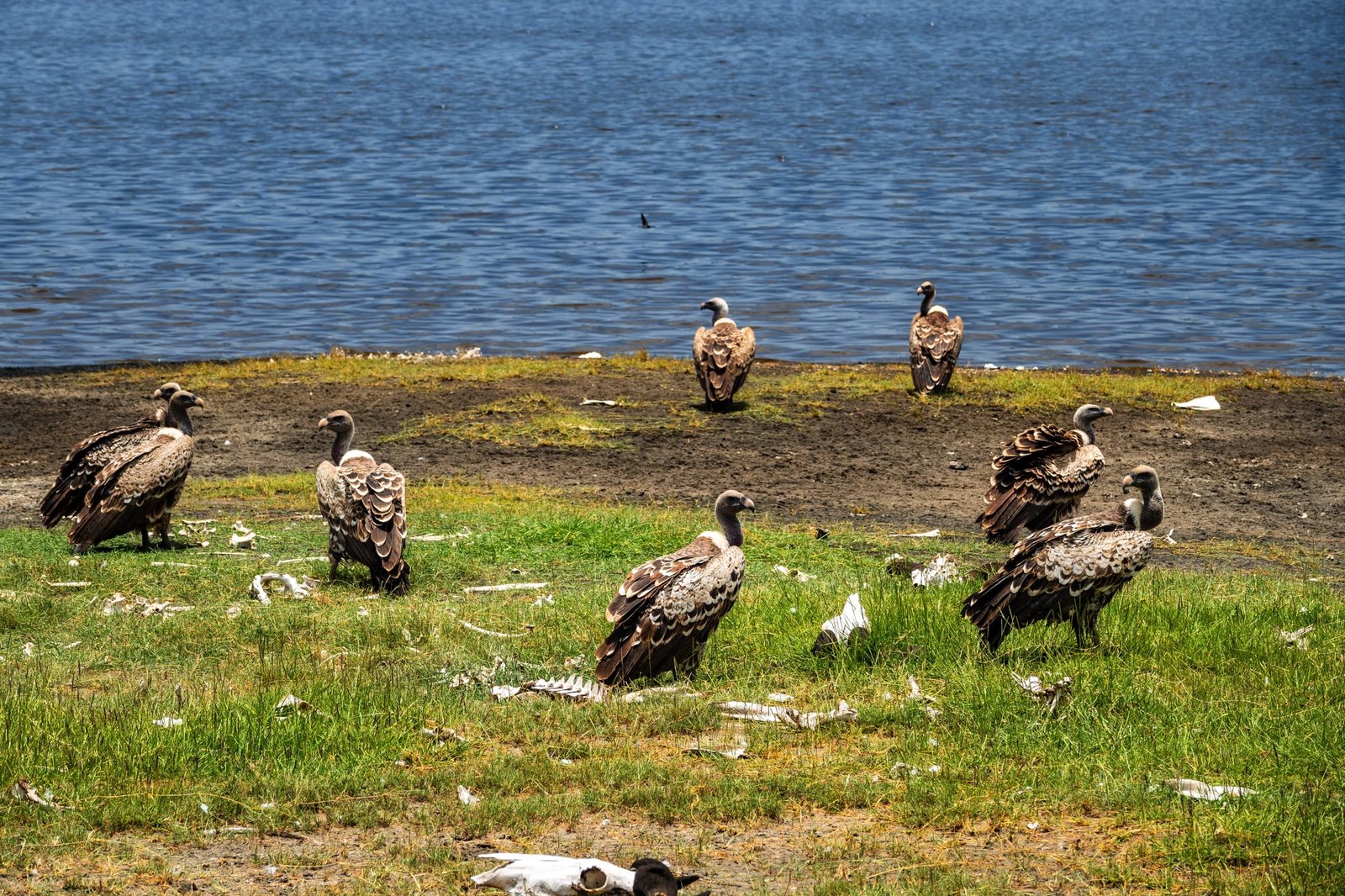 7 days - Migration Safari