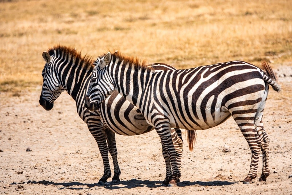 4 Days Safari – Great Ngorongoro Crater