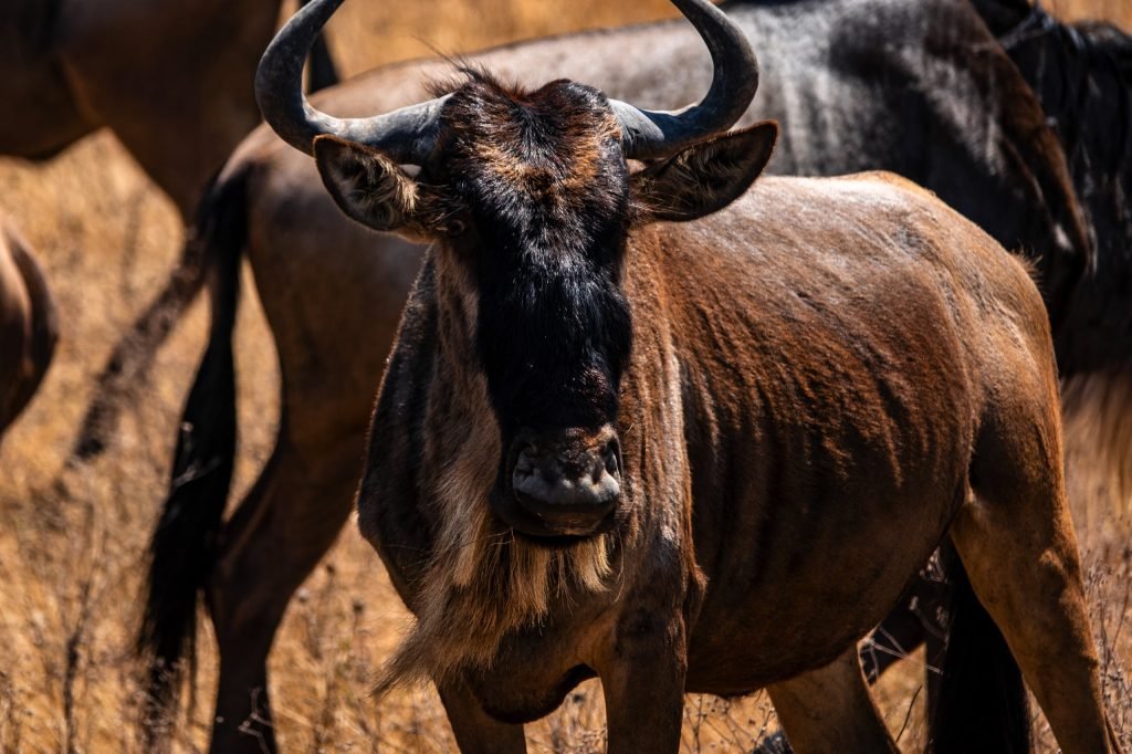 4 Days Safari – Great Ngorongoro Crater, Cratère du Ngorongoro