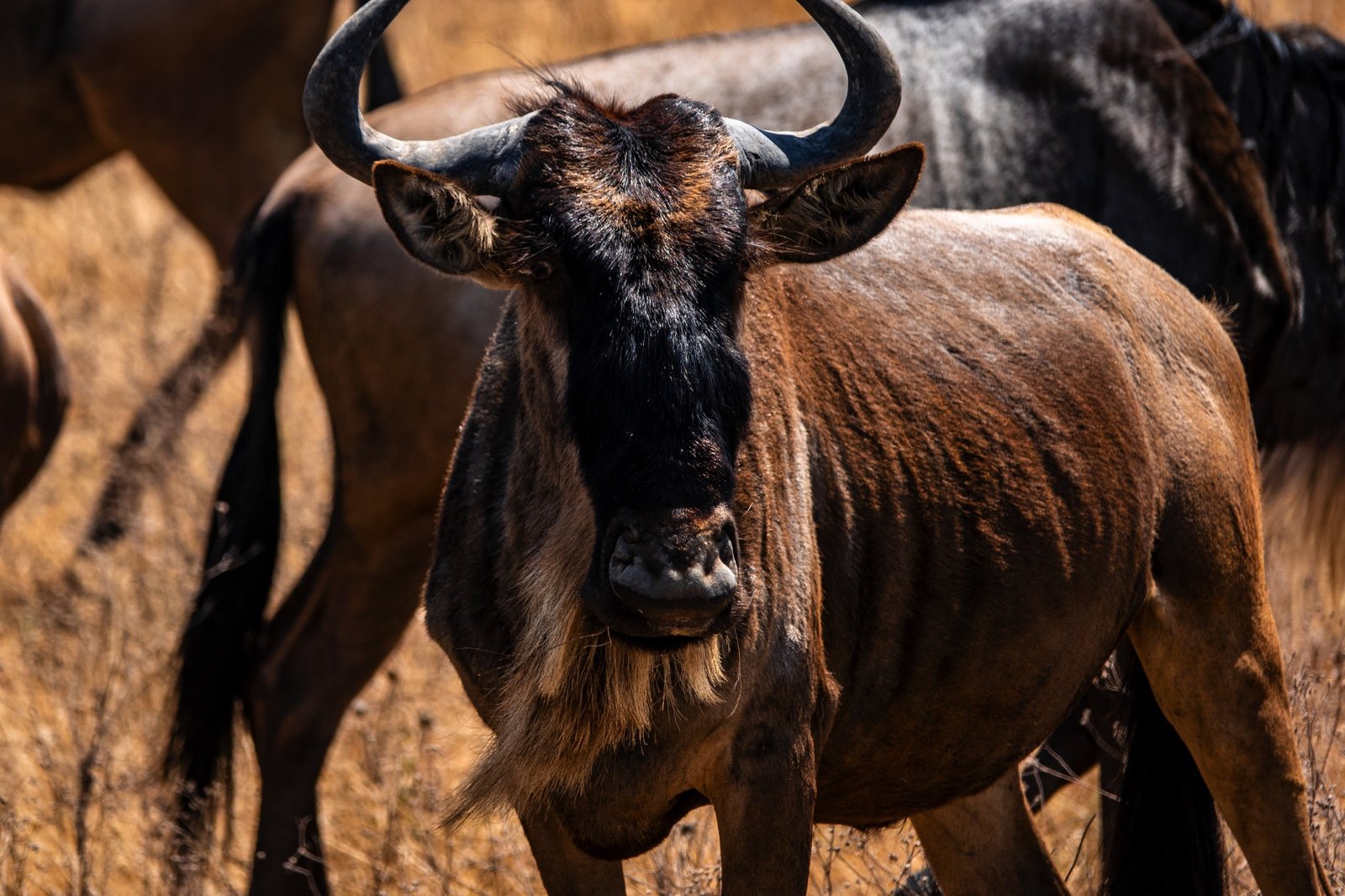 4 Days Safari – Great Ngorongoro Crater, Cratère du Ngorongoro