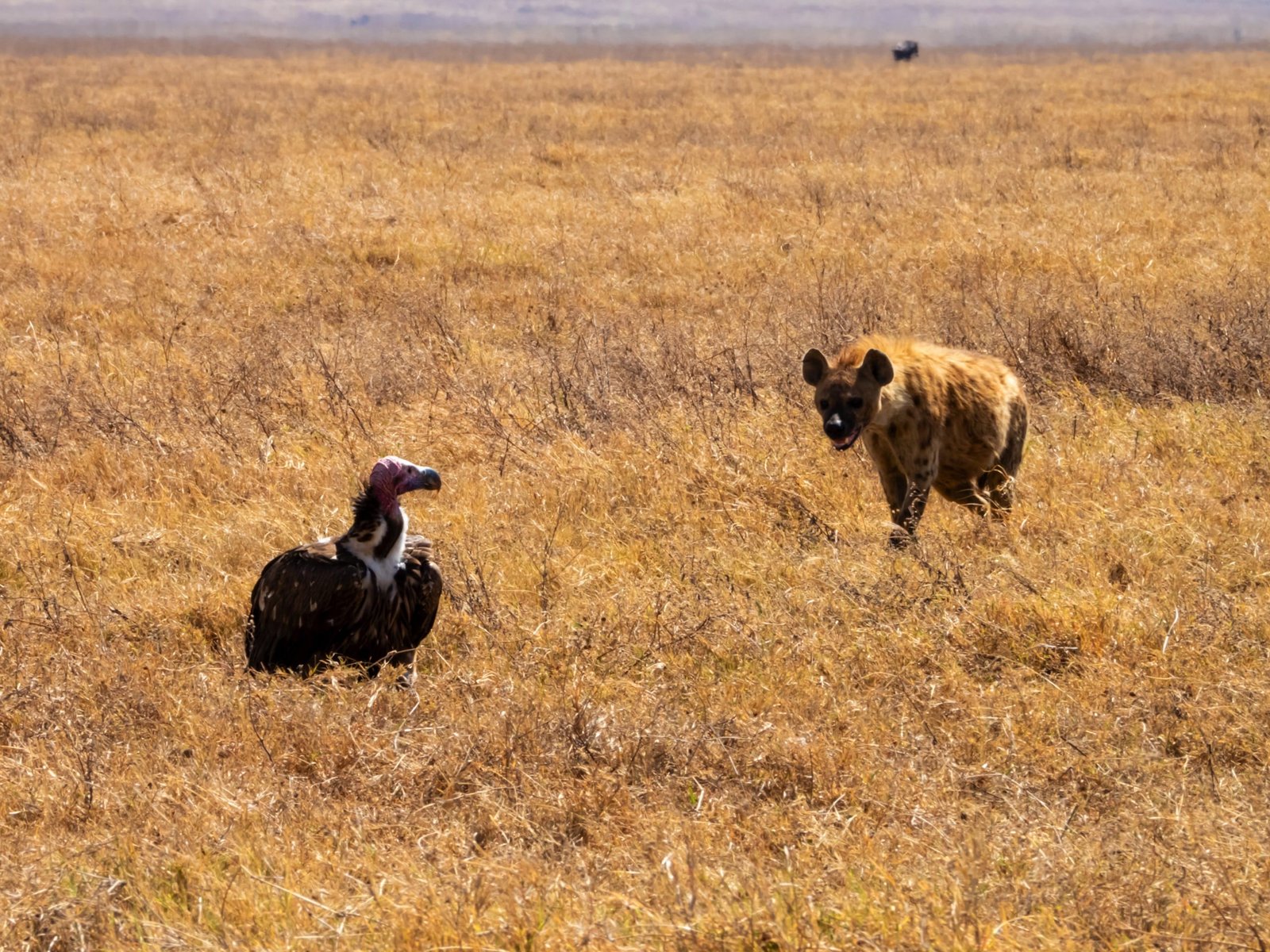 8 days - Remarkable Vacation Tanzania Safari