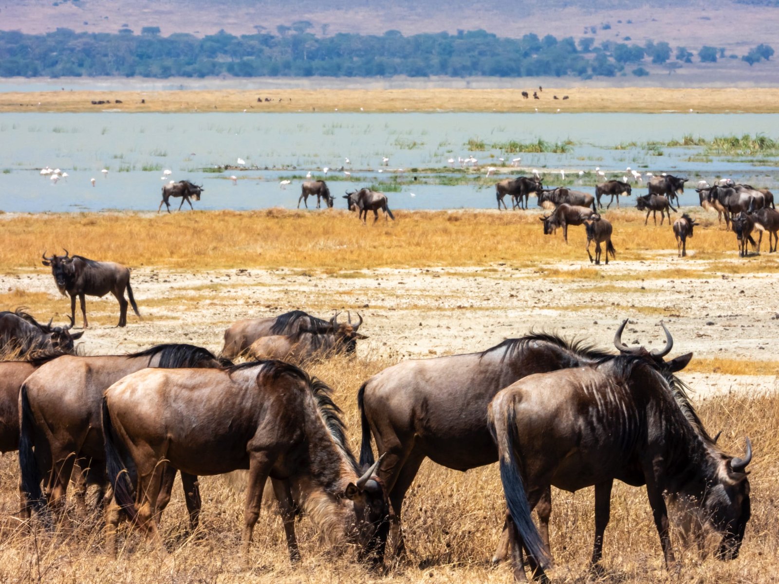 9 days - Photographer Safari