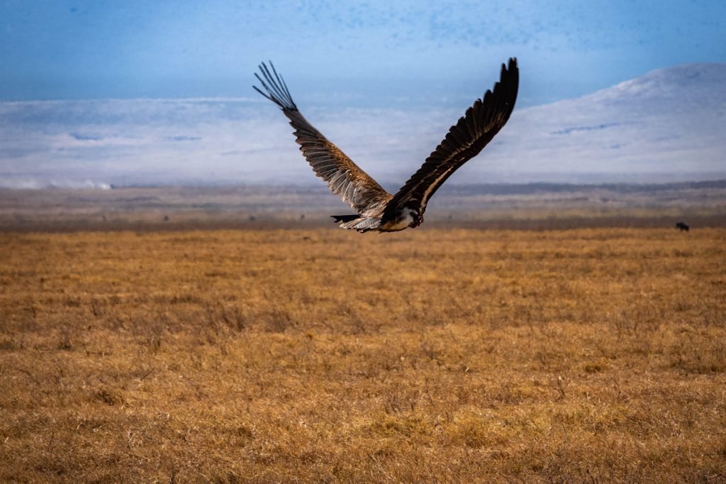 9 days - Photographer Safari