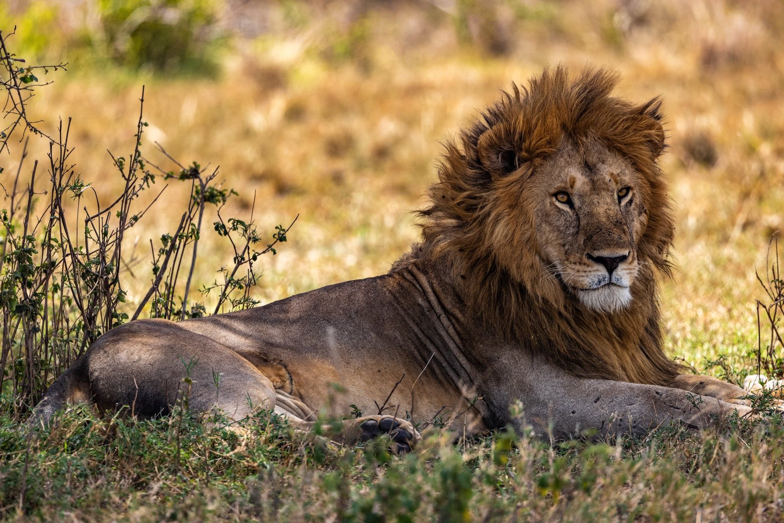 Serengeti National Park, Parcul Național Serengeti, Parc National du Serengeti