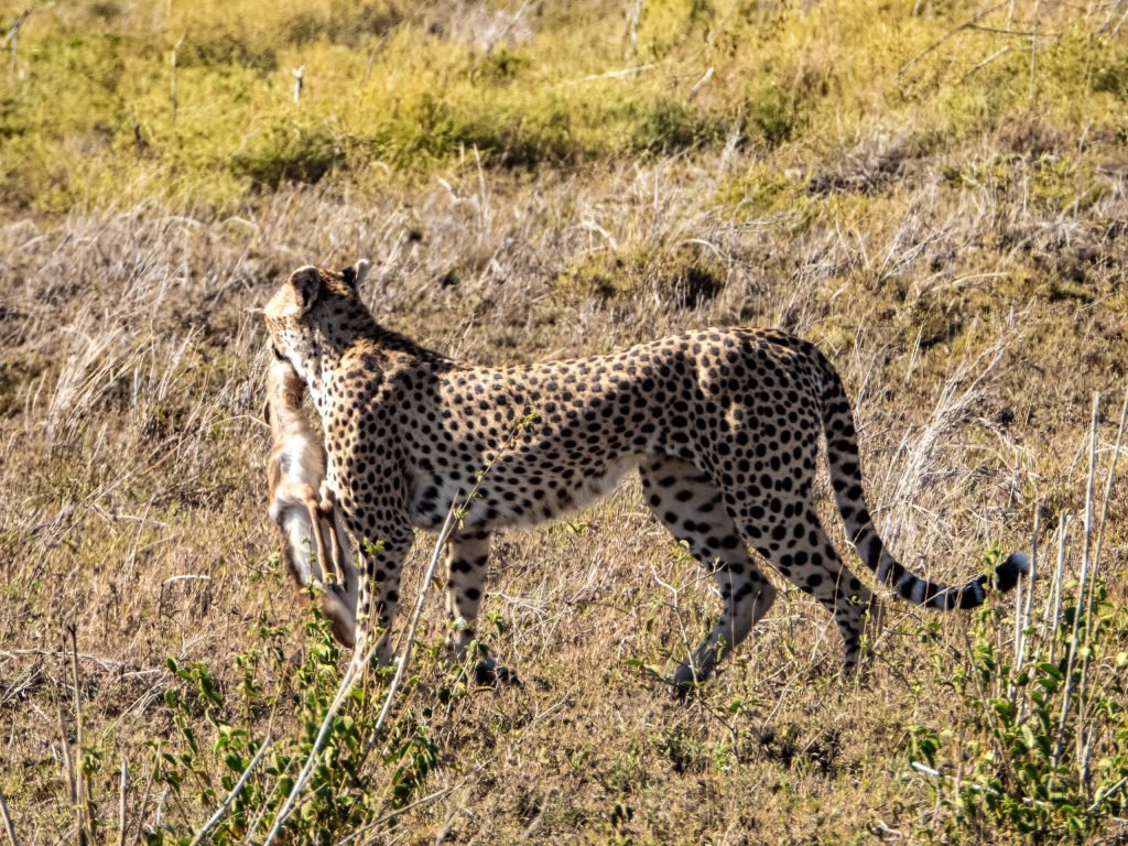 4 Days - Serengeti Safari