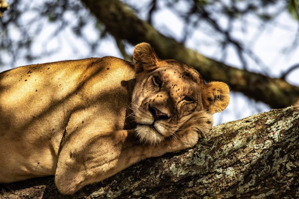 4 Days - Serengeti Safari