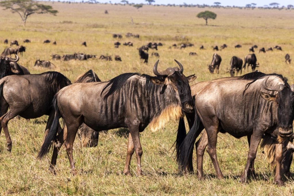 6 days - Migration Tracking Safari