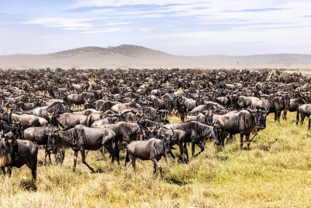 6 days - Migration Tracking Safari