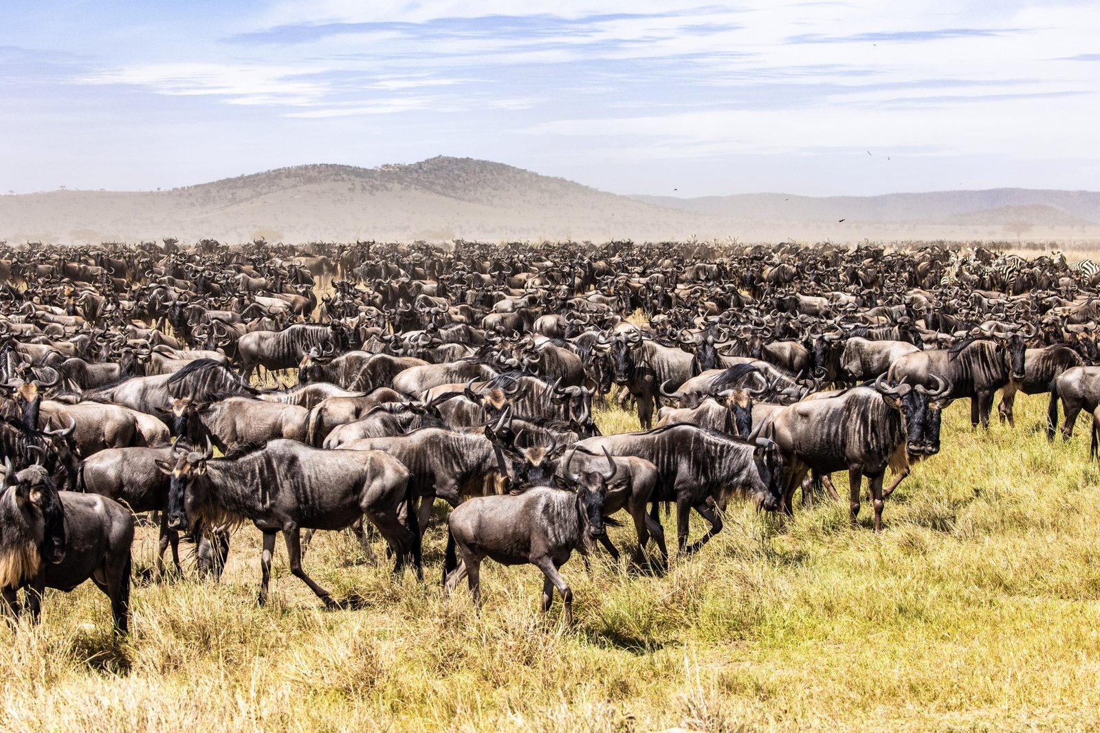 6 days - Migration Tracking Safari