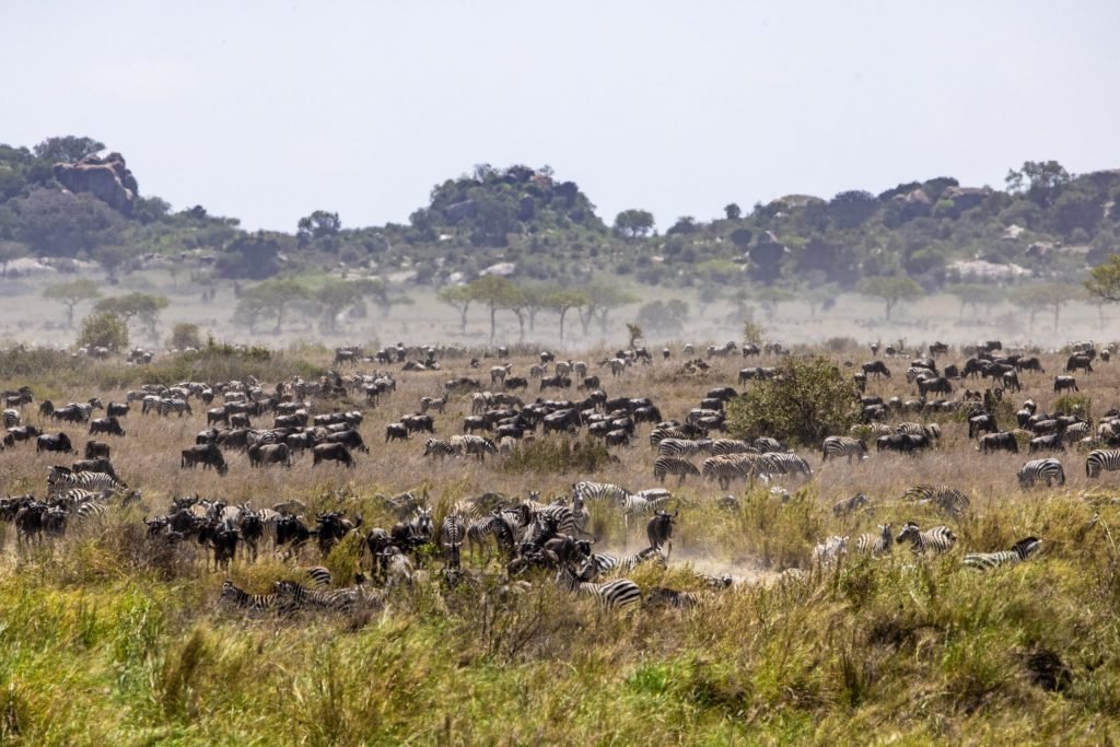 6 days - Migration Tracking Safari