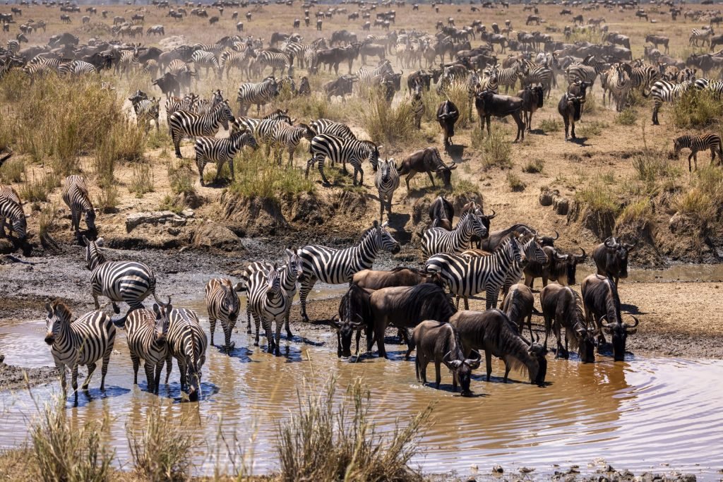 6 days - Migration Tracking Safari
