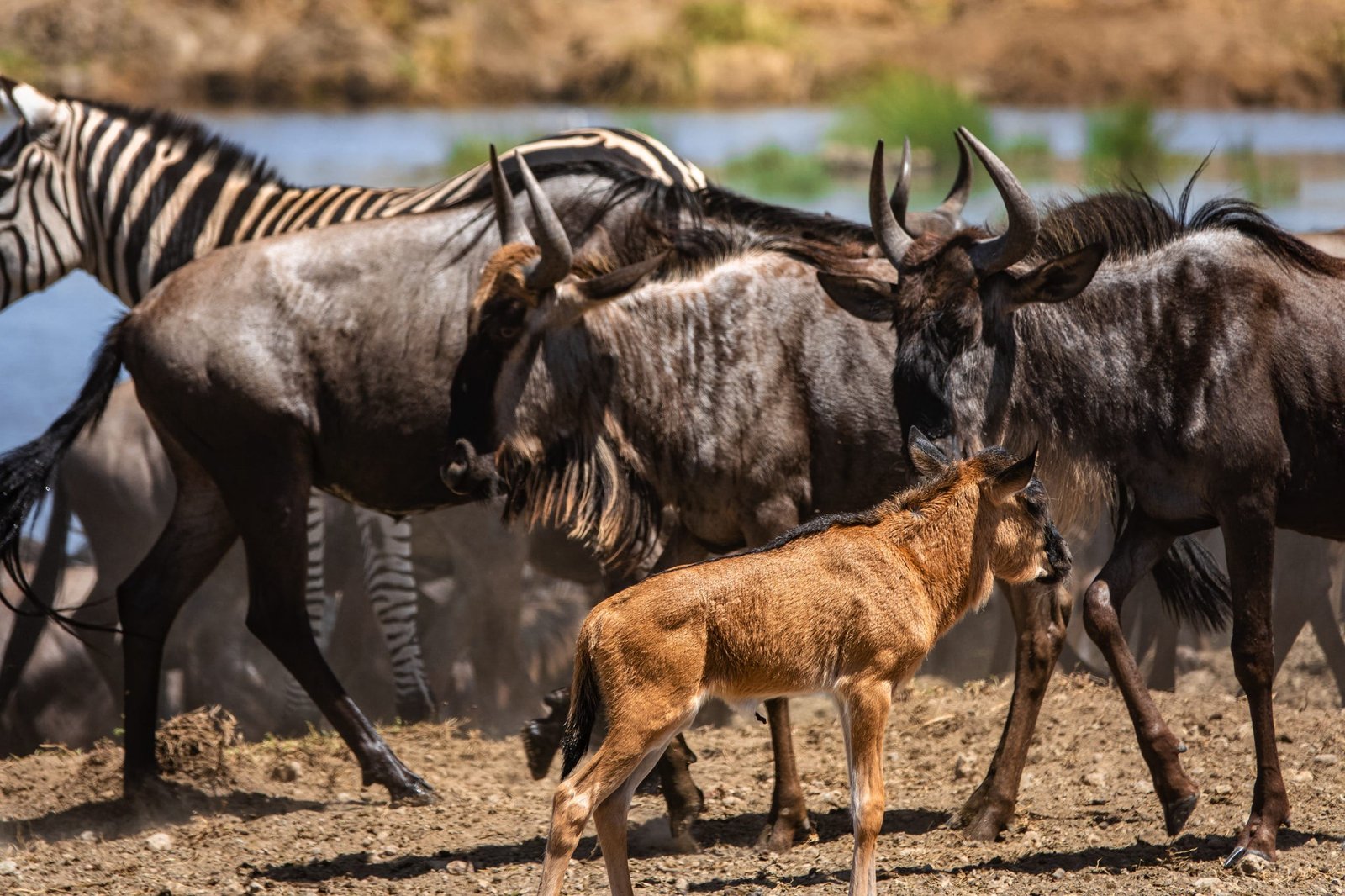 6 days - Migration Tracking Safari, Urmărește Marea Migrație, Suivi de la Migration