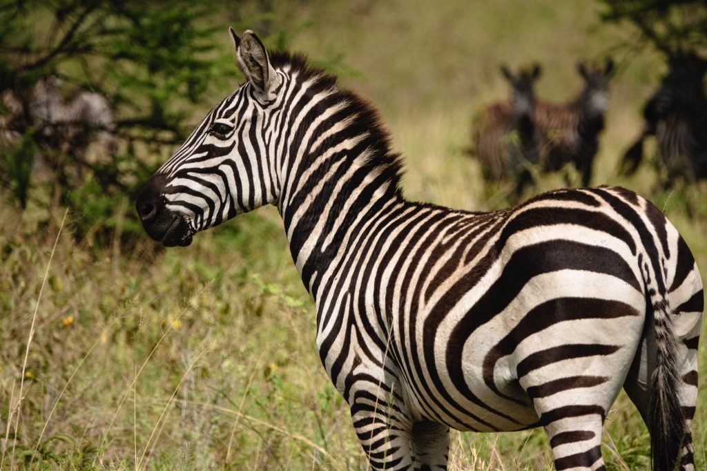 7 days - Baobab Safari