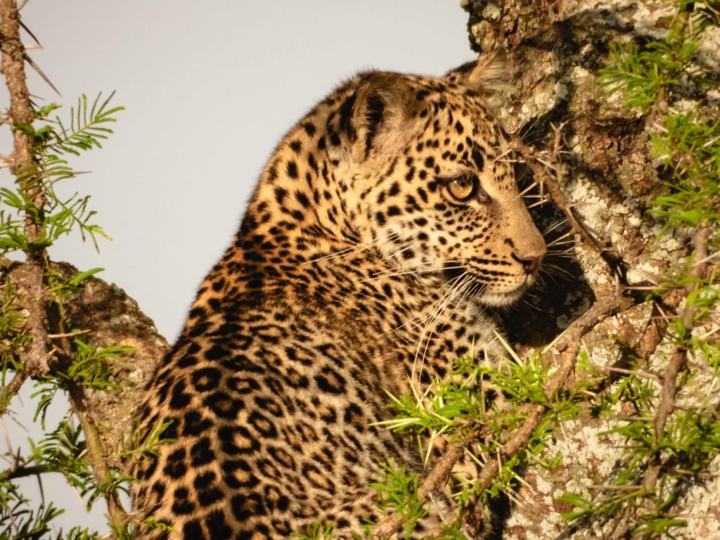 9 days - Photographer Safari