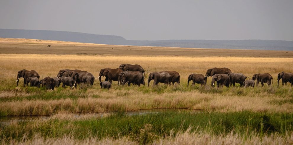 9 days - Photographer Dream Safari, Safari pentru Fotografi, Safari des Photographes