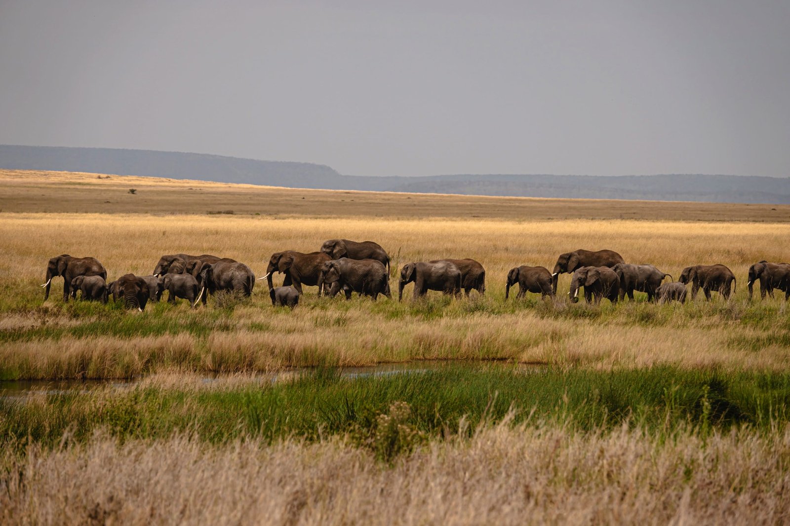 9 days - Photographer Dream Safari