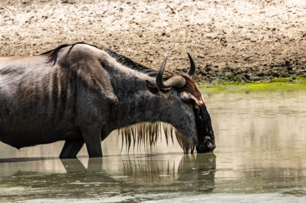 3 Days Safari – Choose Your Park + Ngorongoro Crater