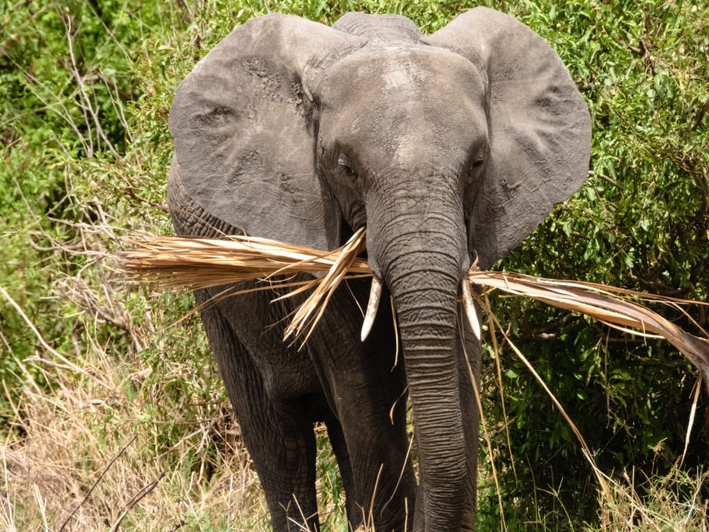 3 Days Safari – Choose Your Park + Ngorongoro Crater