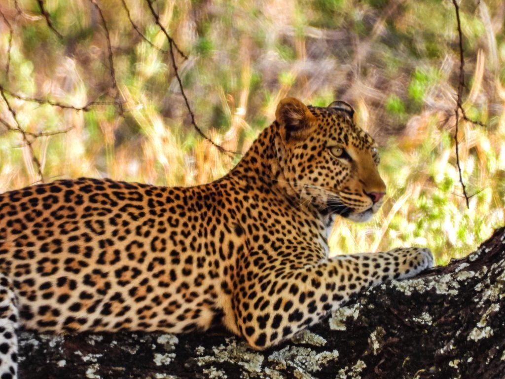3 Days Safari – Choose Your Park + Ngorongoro Crater