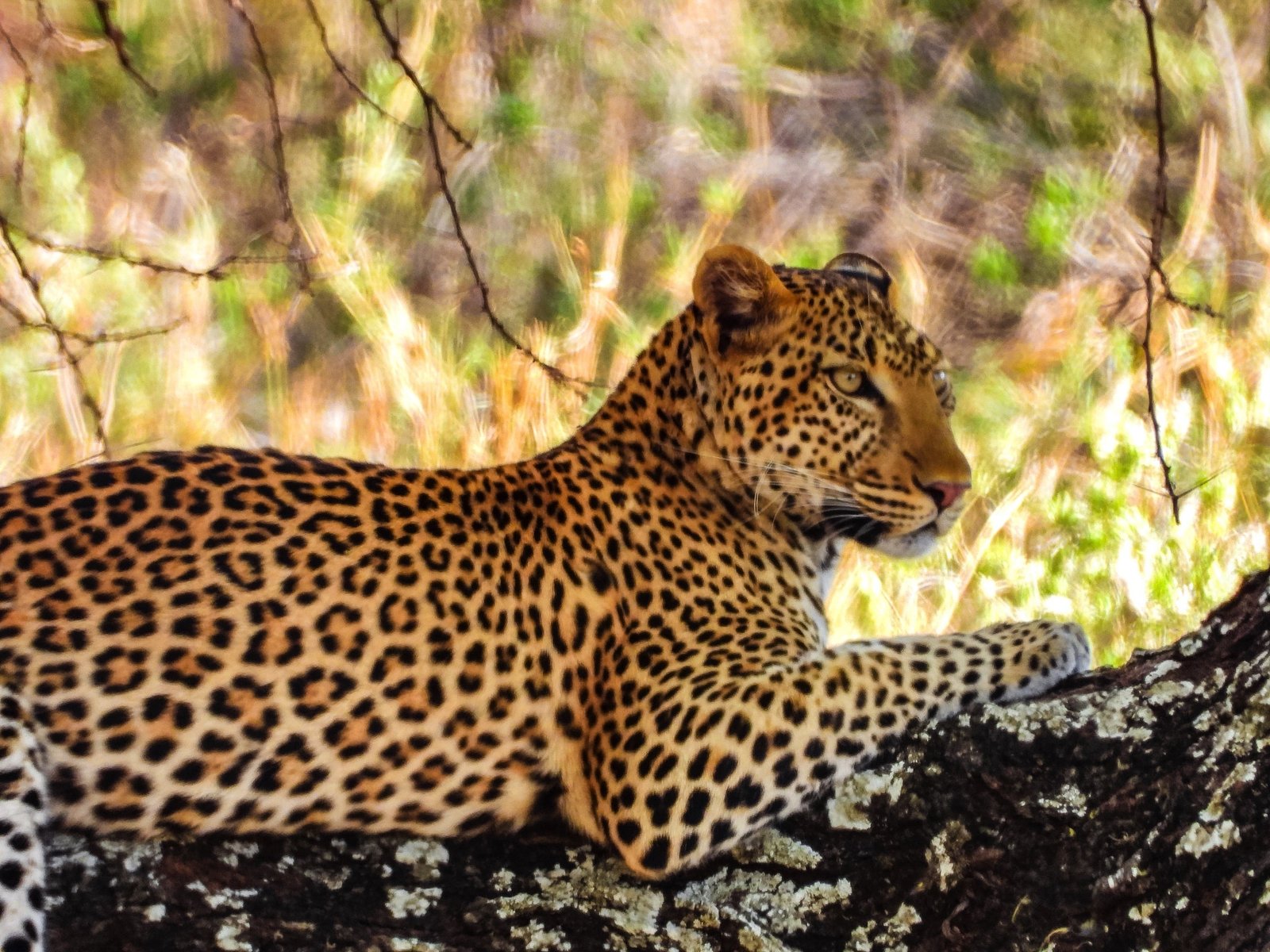 3 Days Safari – Choose Your Park + Ngorongoro Crater