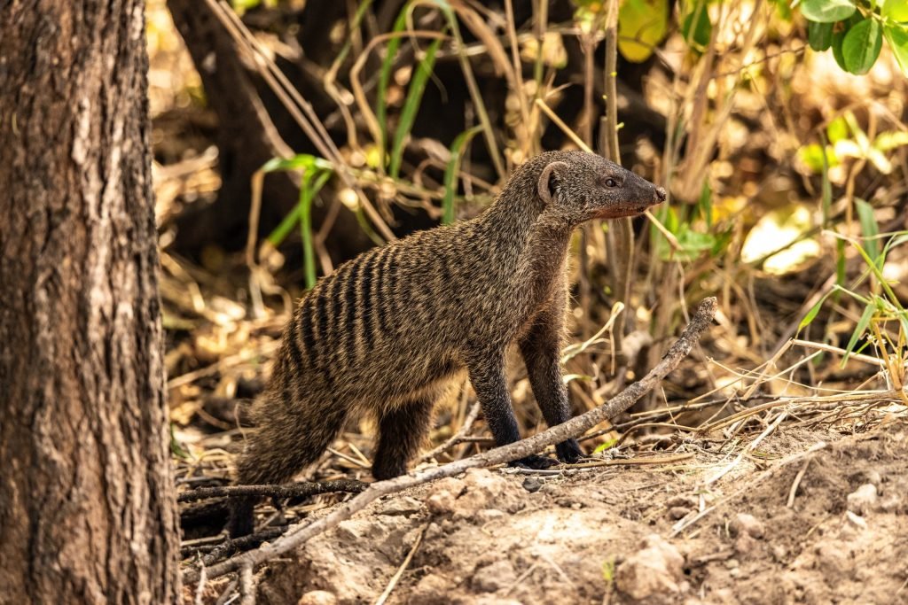 4 Days Safari – Great Ngorongoro Crater