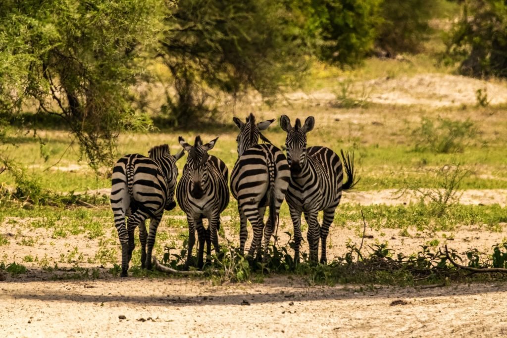 4 Days Safari – Great Ngorongoro Crater