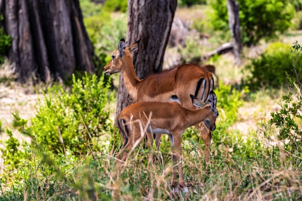 4 Days Safari – Great Ngorongoro Crater