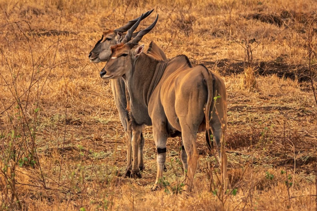 9 days - Photographer Safari