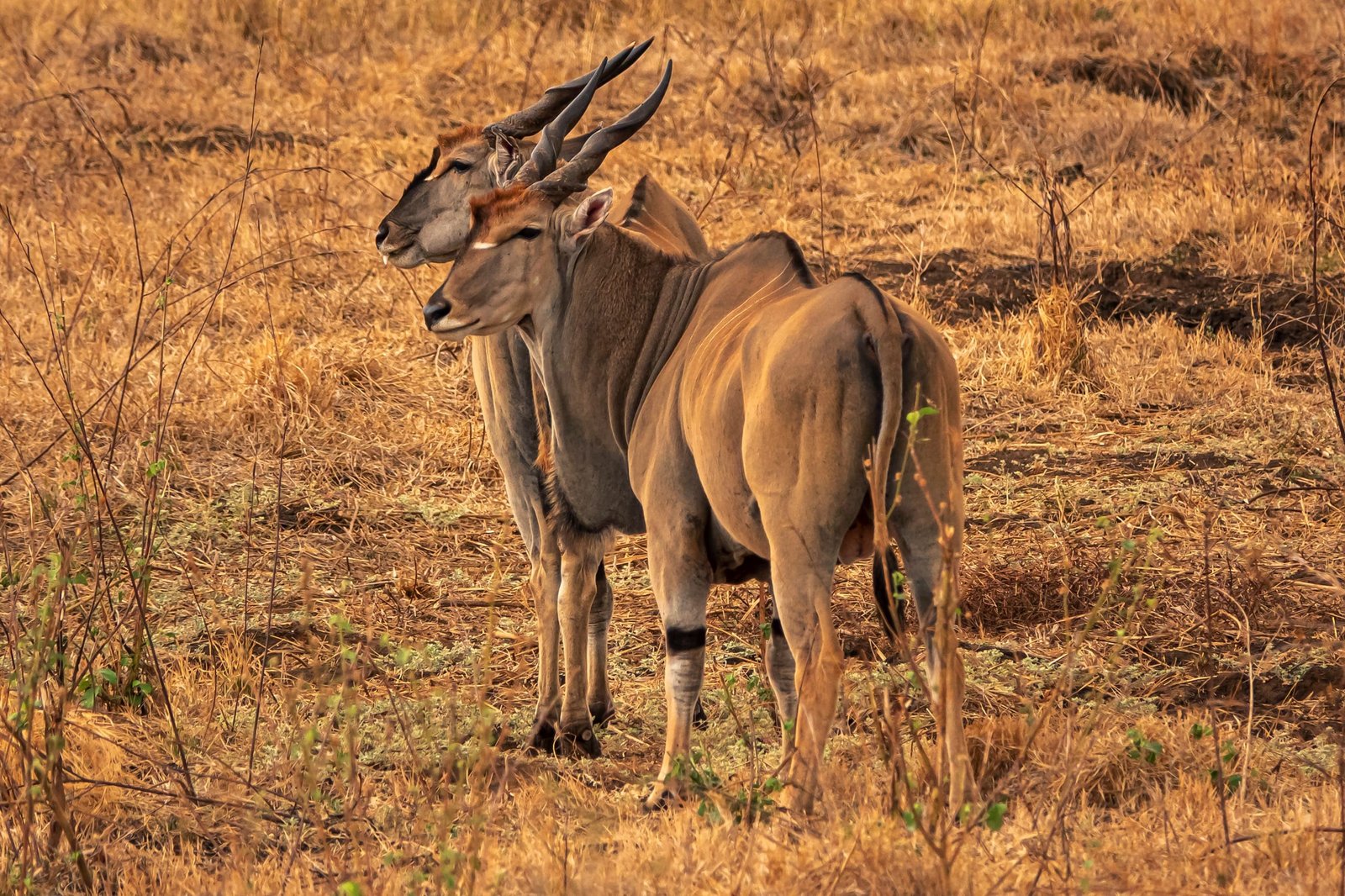 9 days - Photographer Safari
