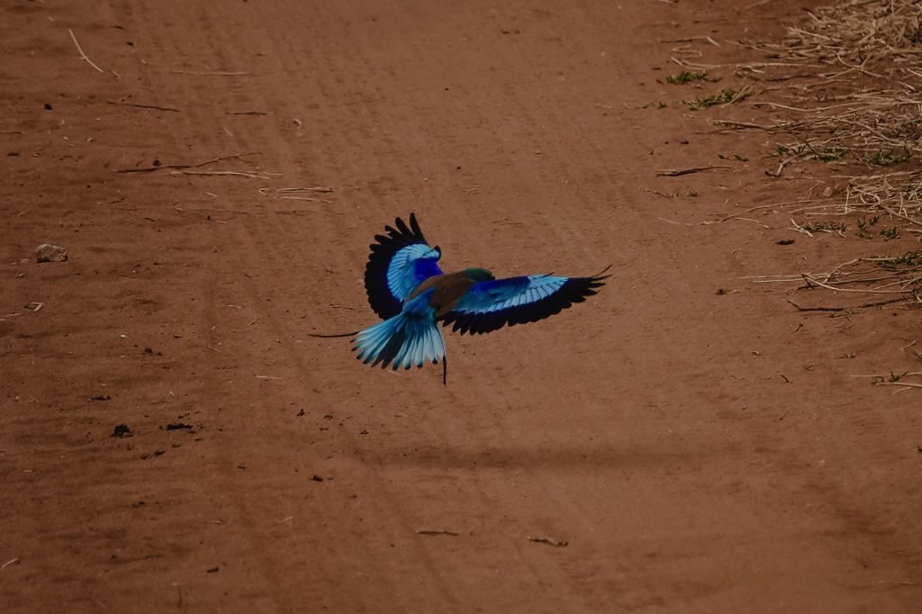 9 days - Photographer Safari