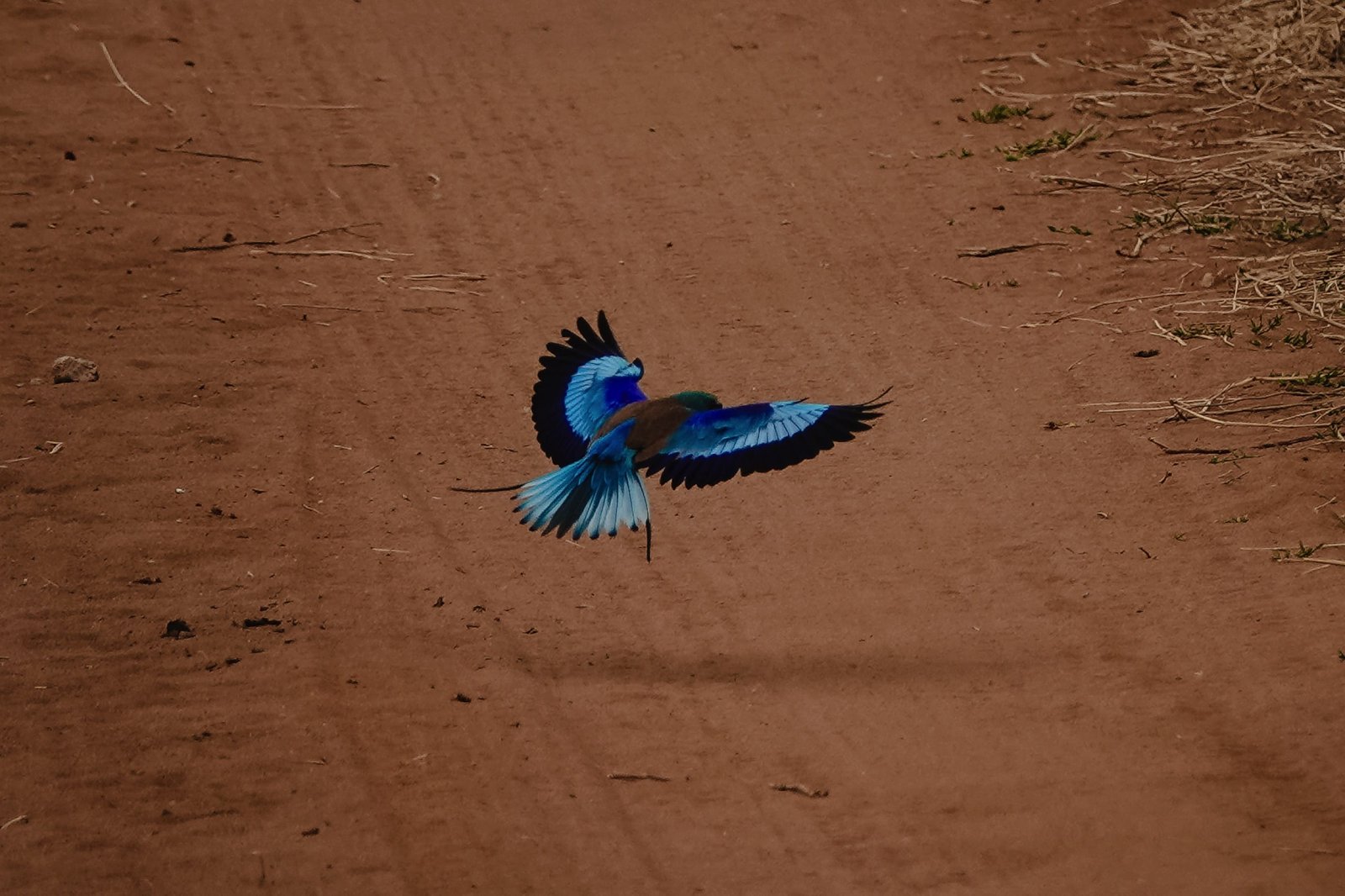 9 days - Photographer Safari