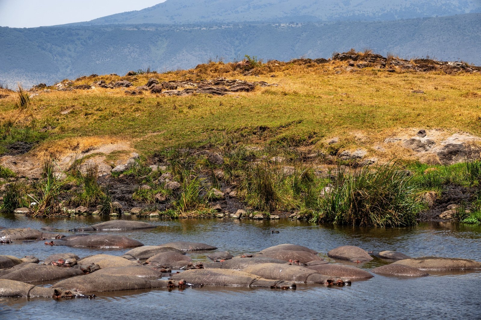 Ngorongoro Crater, Craterul Ngorongoro, Cratère du Ngorongoro