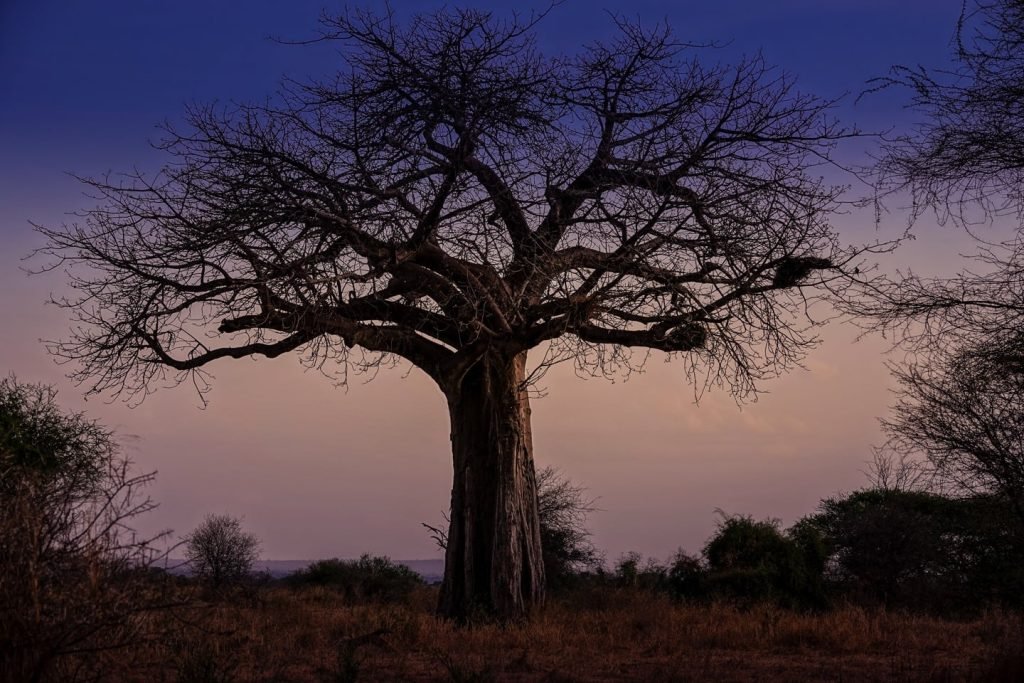Values Of Timon Safaris