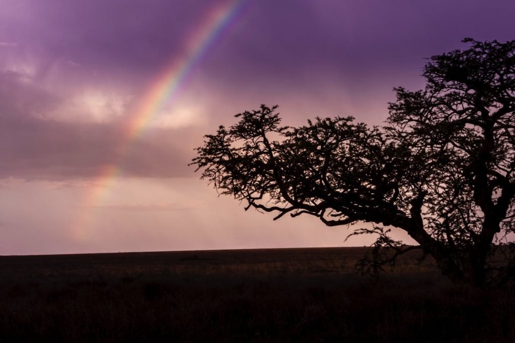 Values Of Timon Safaris